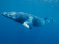 The End of Commercial Whaling in the Southern Ocean?