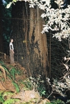 200_giant_redwood_02.jpg