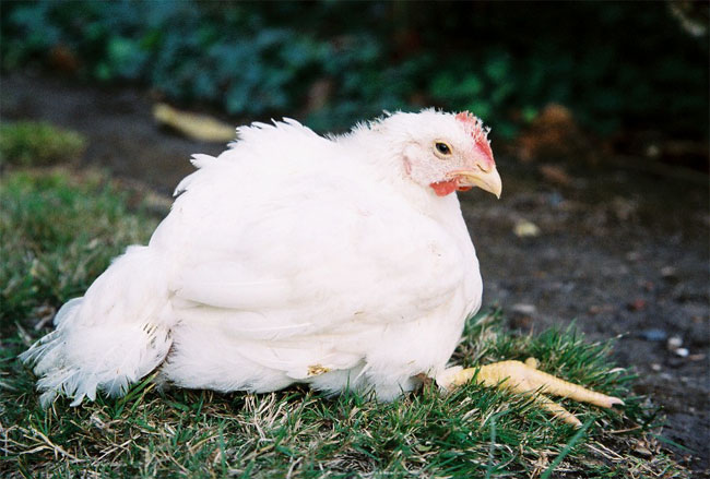 Chicken Farms Cruelty