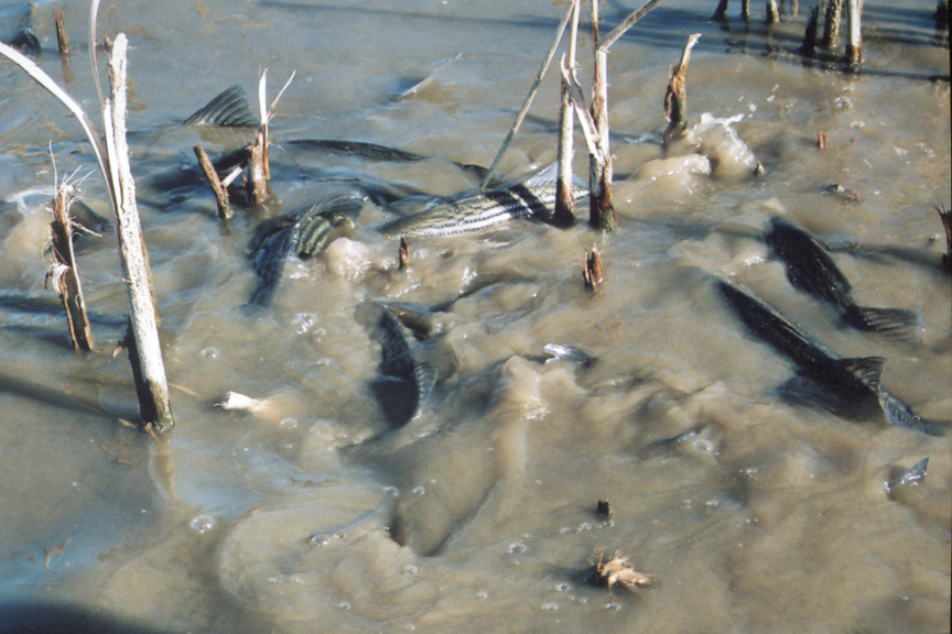  November 25 checked Prospect Island, where thousands of fish are dead 