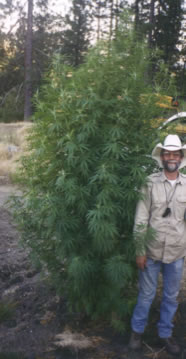 orgnic_outdoor_grown_cannabis.jpg 