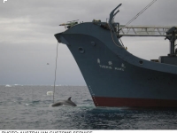 australiancustoms-whalinginthesouthernocean_2sm.jpg
