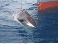 australiancustoms-whalinginthesouthernocean_4sm.jpg