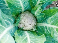cauliflower_3-27-08.jpg