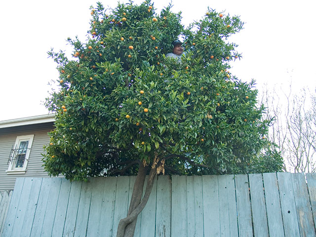 tangerine-tree_4-3-08.jpg 