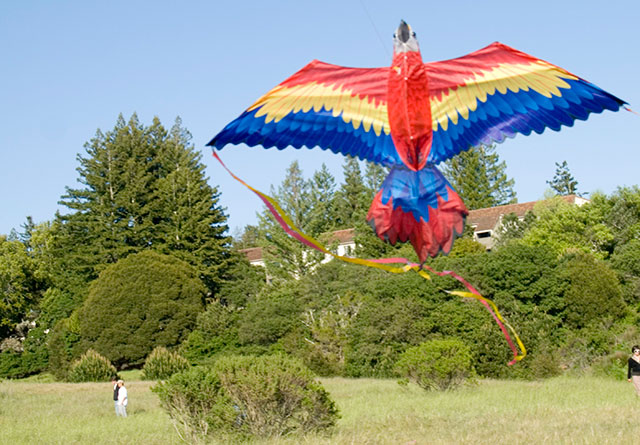macaw-kite_4-20-08.jpg 