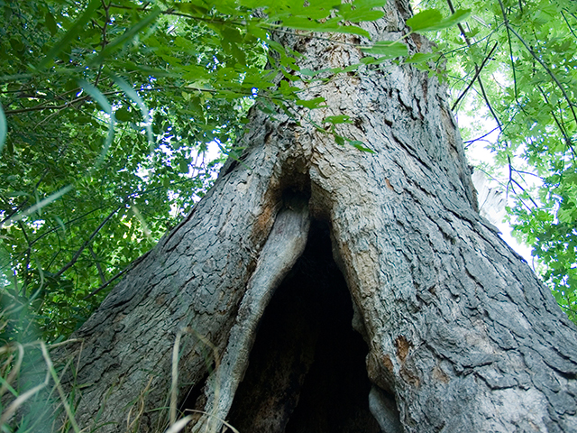 a hollow tree
