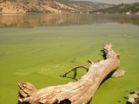 200_toxic_algae_at_iron_gate_reservoir.jpg