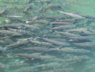 Battle Creek Salmon