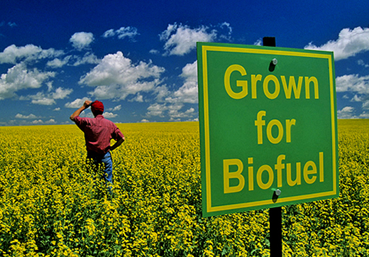 grown-biofuel_1.jpg 