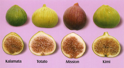 figs.jpg 