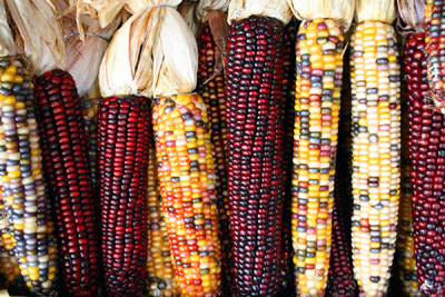 native_corn.jpg 
