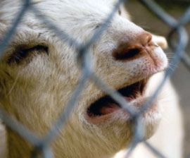 goat-bleating.jpg 
