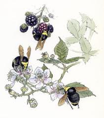 blackberrybees.jpg 