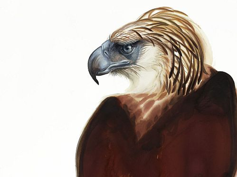 great_philippine_eagle_painting_by_david_tomb.png 