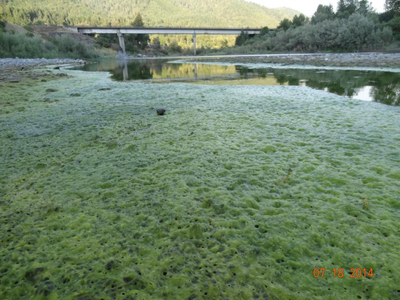800_toxic_algae_on_the_klamath_river__.jpg 