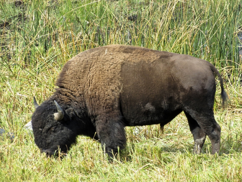 800_yellowstone-buffalo.jpg 