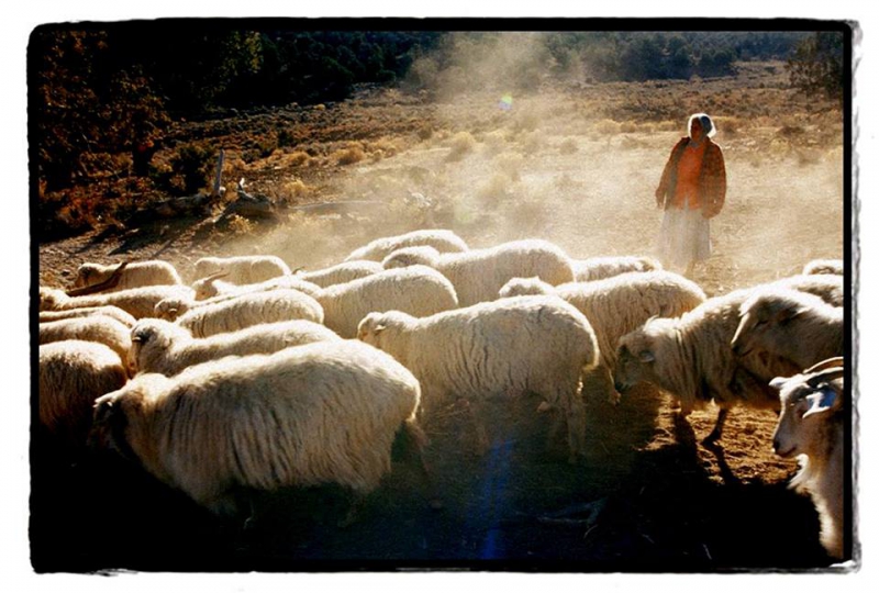 800_save-our-sheep.jpg 