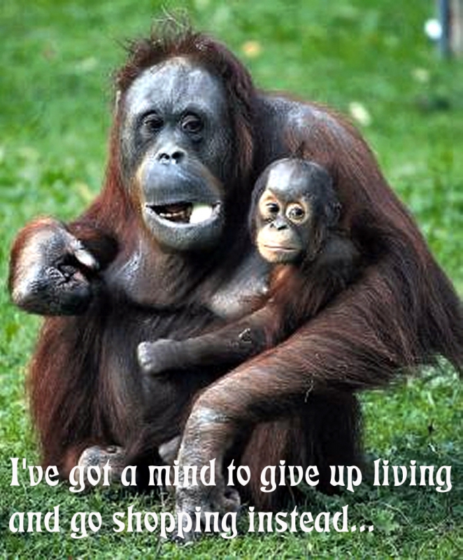 800_ask_orangutans_to_give_up_living_and.jpg 