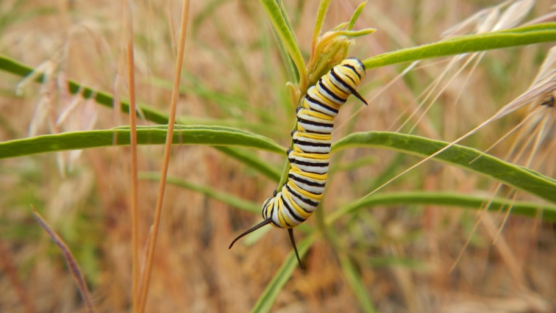 sm_stephanie-mcknight_monarch_caterpillar-on-asclepias-fascicularis-milkweed.jpg 