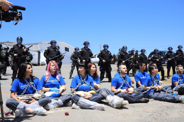 sm_dxe-petaluma_june03-2019a_activists-chained-in-front-of-riot-police-holding-dead-ducks.jpeg 