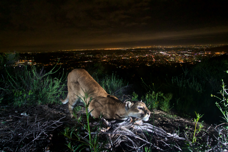 sm_verdugos_mountains_lion_female_los_angeles_national_park_service.jpg 
