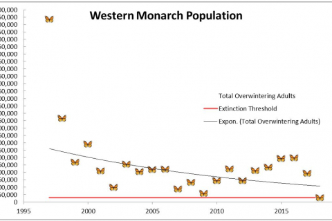480_western-monarch-population-center-for-biological-diversity_1.jpg