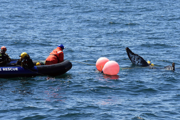 sm_humpback_whale_entanglement_team_rescue_monterey_bay_may_18_2020_credit_noaa_fisheries.jpg 