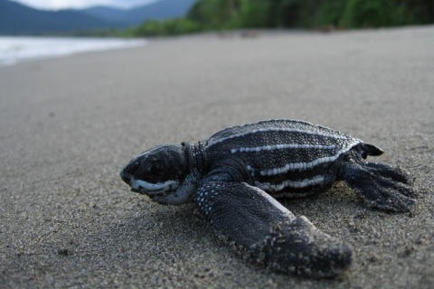 leatherback_turtle_hatching_on_beach.jpg