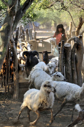 sm_1argentina-gran-chaco-salta-zapota-indian-girl-of-wichi-people-herding-goats-flk000301westend61.jpg 