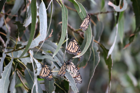 480_monarch-butterfly-ventura-county-lara-drizd-us-fish-and-wildlife-service_1.jpg