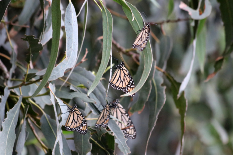 sm_monarch-butterfly-ventura-county-lara-drizd-us-fish-and-wildlife-service.jpg 