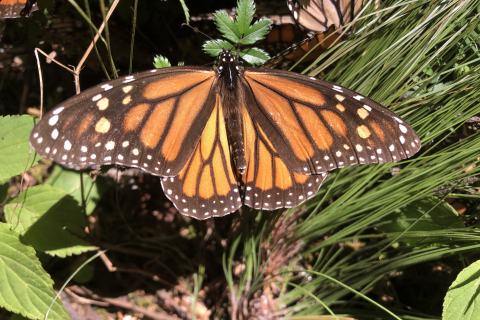 480_monarch-butterfly-lori-ann-burd-center-fpwc_1.jpg