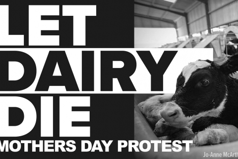 480_let_dairy_die_mothers_day_protest_1.jpg
