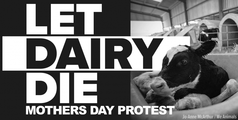 sm_let_dairy_die_mothers_day_protest.jpg 
