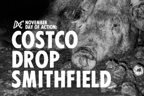 480_november_day_of_action-_costco_drop_smithfield_1.jpeg