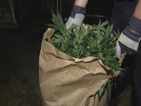 Police in California Must Return Medical Marijuana Seized from Legal Patients