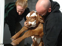 Animals Confiscated from Watsonville Slaughterhouse Find Refuge at California Sanctuaries