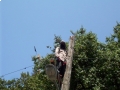 new developments at the Memorial Oak Tree