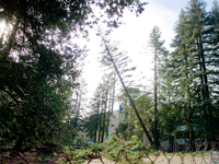 Tree Sit Ends and Redwoods Cut at UCSC