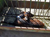 Federal Investigations Reveal Severe Neglect of Animals at Santa Cruz Biotechnology