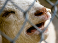 ALDF Lawsuit Against Santa Cruz Biotechnology Animal Testing Facility Gains Support