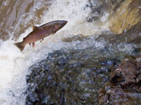 California Appeals Court Rules in Favor of Salmon in Marin