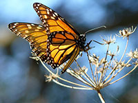 Monarchs Decline By 90 Percent In Past 20 Years