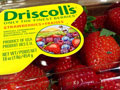 U.S. and Mexican Workers Call for Boycott of Driscoll’s Berries