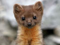 California Endangered Species Act Protection Sought for Nearly Extinct Humboldt Marten