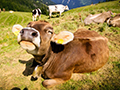 Idaho AgGag Law Struck Down as Unconstitutional