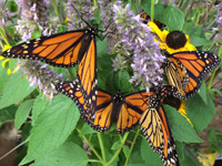 Lawsuit Launched for Endangered Species Act Protection of Monarch Butterflies