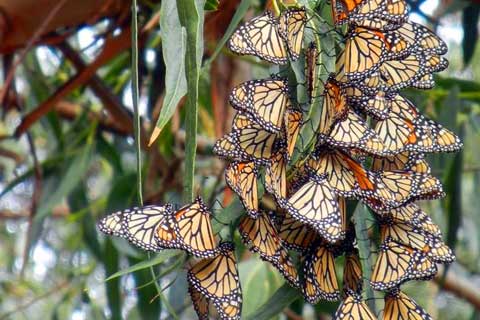 Monarch Butterfly Population Drops by Nearly One-third