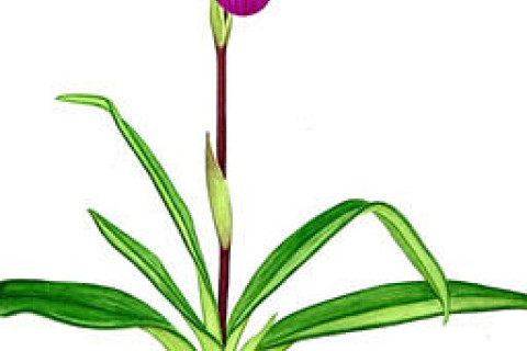 480_kovachii_orchid.jpg